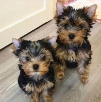 Tiny  Yorkshire Terrier Puppies For sale