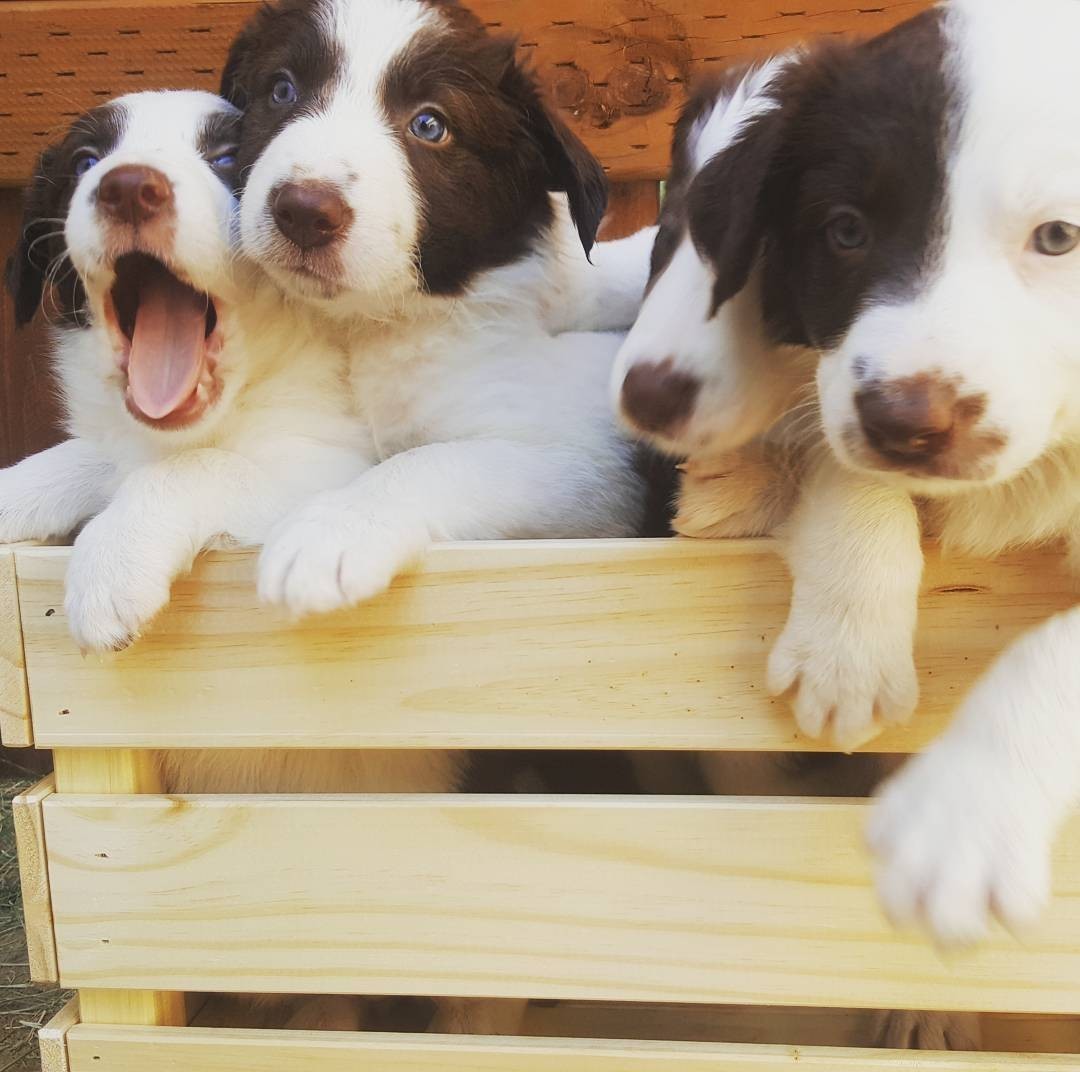 Gorgeous Border Collie puppies